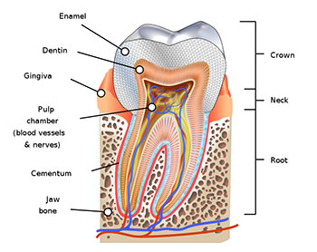 Root Canal Treatment 1